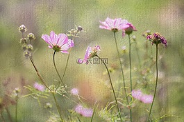 畫(huà),鮮花,宇宙