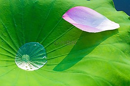 荷花,荷葉,開(kāi)花