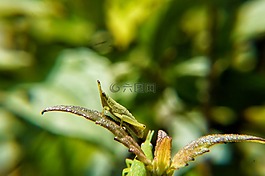 昆虫,宏,microphotographing