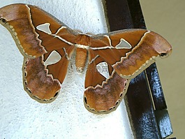 mariposa,蝴蝶,性质