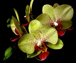 花,性質(zhì),tropicale