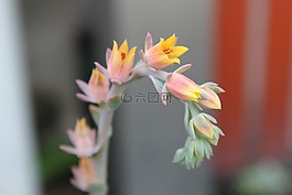 石蓮,花,植物