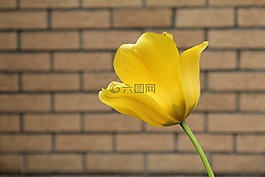 郁金香,黃色,晚間