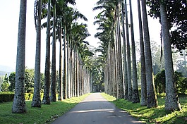 樹,棕櫚樹,道路