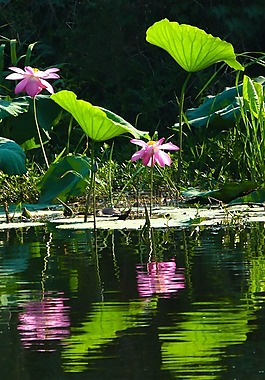荷花,荷葉,開(kāi)花