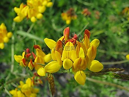 鮮花,野生花卉,黃色