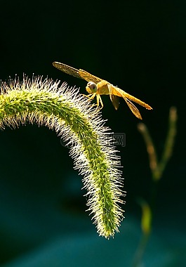 蜻蜓,昆蟲,狗尾草