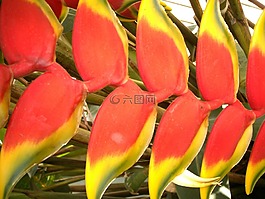 花卉,多彩,性質(zhì)