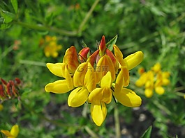 鮮花,野生花卉,黃色