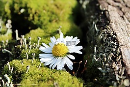 苔,雛菊,德卡