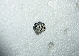 鏈瞎扯,lampropeltis getula,小毒蛇