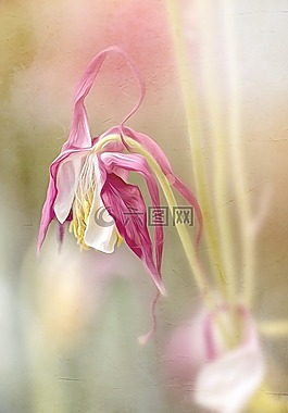 畫,花的,春