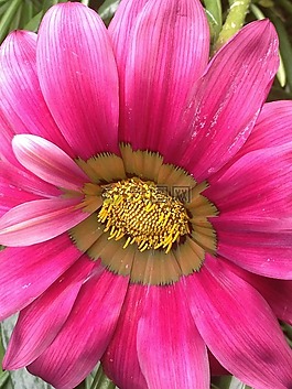 花,黃,性質