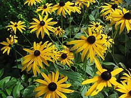 鮮花,黃色,開(kāi)花