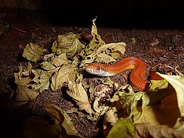 玉米蛇,蛇,terraristik