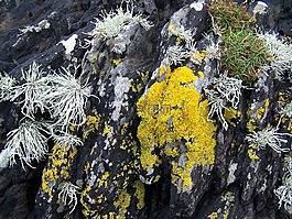 海岸,海岸線,扁平