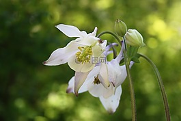 鴿的,春天,花園