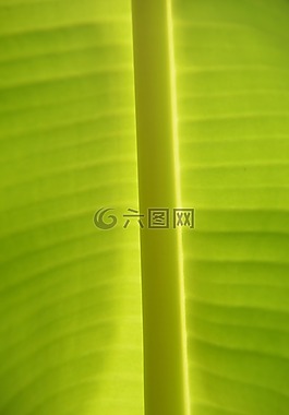 綠色,香蕉,熱帶地區(qū)