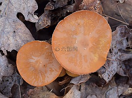 橙色蘑菇,蘑菇,真菌