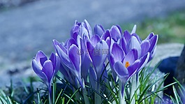 性質(zhì),花,廠