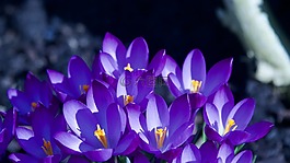 性質(zhì),花,廠