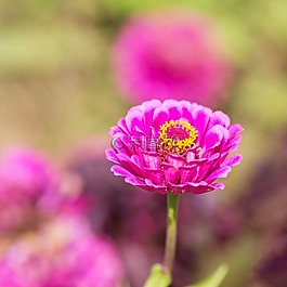 花,開花,粉紅色