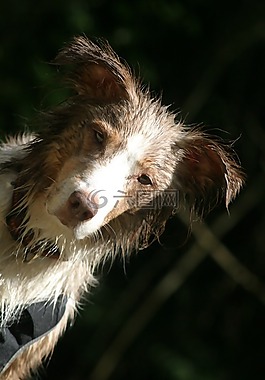 狗,寵物,澳大利亞牧羊犬