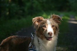 狗,澳大利亞牧羊犬,寵物