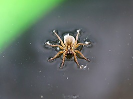 蜘蛛,昆蟲,水