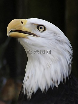 鷹,自然,鳥(niǎo)