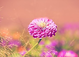 花,開花,粉紅色