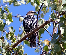 鳥,動物區(qū)系,性質(zhì)