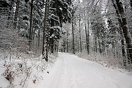 雪,冬天,木