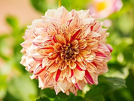 嬌琴紗,花,開花