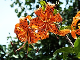 百合,橙,花