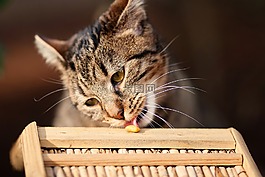 猫,在免费,性质