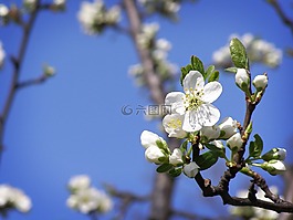 春天,花,花粉
