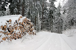 雪,冬天,木