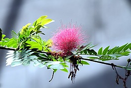 calliandra haematocephala,花,粉红色的花