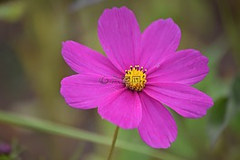 性質(zhì),花,植物