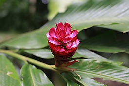 花,花园,美丽