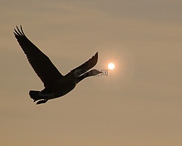 鳥,鵝,野生動物