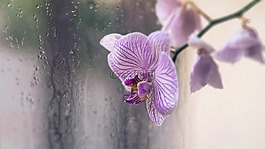 蘭花,花卉,滴