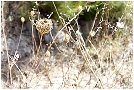 trockenblume,褪色,干