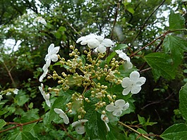 花,白,莢蒾