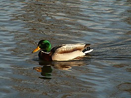 野鴨,鳥,水