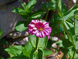 花,粉紅色,黃色