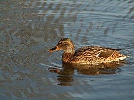 野鴨,鳥,水