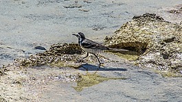 塞浦路斯,限制,海鳥(niǎo)