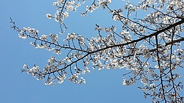 櫻花盛開,春天,爆米花